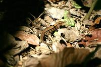 Ameiva quadrilineata