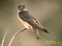 Tree Martin - Hirundo nigricans