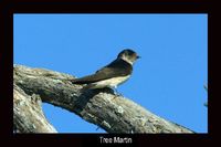 Tree Martin