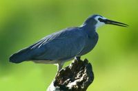 White Faced Heron