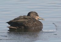 American Black Duck - Anas rubripes