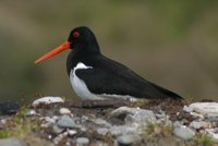 South Island Oystercatcher - Haematopus finschi