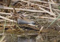 Little Crake (Porzana parva) photo