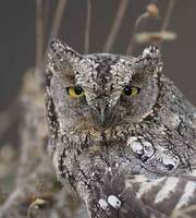 European Scops-Owl (Otus scops) photo