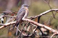 Fan-tailed Cuckoo - Cacomantis flabelliformis