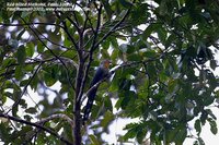 Red-billed Malkoha - Phaenicophaeus javanicus