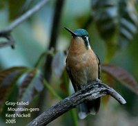 Gray-tailed Mountain-gem - Lampornis cinereicauda