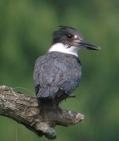 Belted Kingfisher - Ceryle alcyon