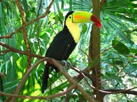 Keel-billed Toucan - Ramphastos sulfuratus