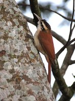 Narrow-billed Woodcreeper - Lepidocolaptes angustirostris