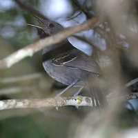 Slender Antbird - Rhopornis ardesiaca