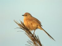 Fulvous Chatterer - Turdoides fulvus