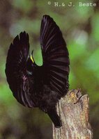 Victoria's Riflebird - Ptiloris victoriae