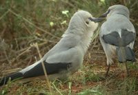 Stresemann's Bush-Crow - Zavattariornis stresemanni