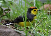 Collared Redstart - Myioborus torquatus