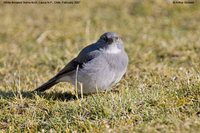 White-throated Sierra-Finch - Phrygilus erythronotus
