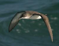 Yelkouan Shearwater