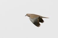 Collared Dove