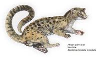 African palm civet