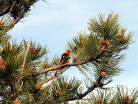 Western Tanager