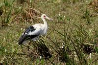 Maguari  stork