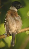 Black-crested antshrike male