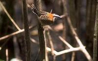 Rufous-naped Wren