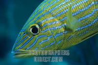 Blue striped grunt ( Haemulon sciurus ) stock photo