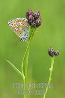 Common Blue ( Polyommatus icarus ) stock photo