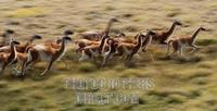 Guanacos ( Lama guanicoe ) Guanaco in the Wild , Perito Moreno National Park , Southern Andean P...