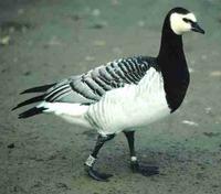 Barnacle Goose © WWT