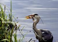 A sideways view of a heron proudly holding a fish in its mouth.