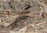 Rustic Bunting Emberiza rustica 쑥새