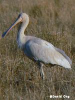 Yellow-billed Spoonbill