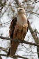 Brahminy Kite