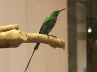 Malachite Sunbird