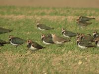 Vanneau sociable (Vanellus gregarius)