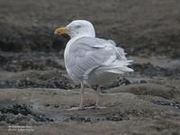 Goéland          bourgmestre ad (Larus hyperboreus)