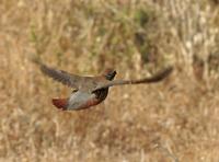 Red-legged Partridge (Alectoris rufa)