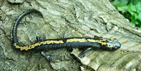 : Bolitoglossa mulleri