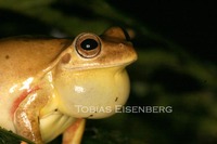 : Hyla sp. (h. loquax)