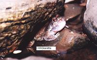 : Leptodactylus syphax