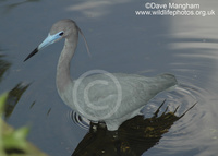 : Egretta caerulea; Little Blue Heron