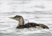 : Gavia adamsii; Yellow-billed Loon