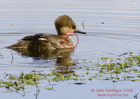 : Lophodytes cucullatus; Hooded Merganser