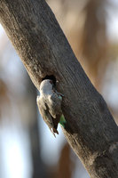 : Neophema chrysogaster; Orange Bellied Parrot