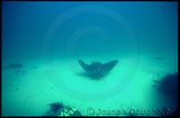 : Myliobatis californica; California Bay Ray