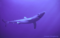 : Prionace glauca; Blue Shark