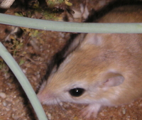 : Gerbillus paeba; Hairy-footed Gerbil