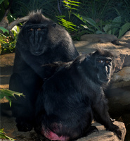 : Macaca nigra; Crested, Sulawesi Macaque